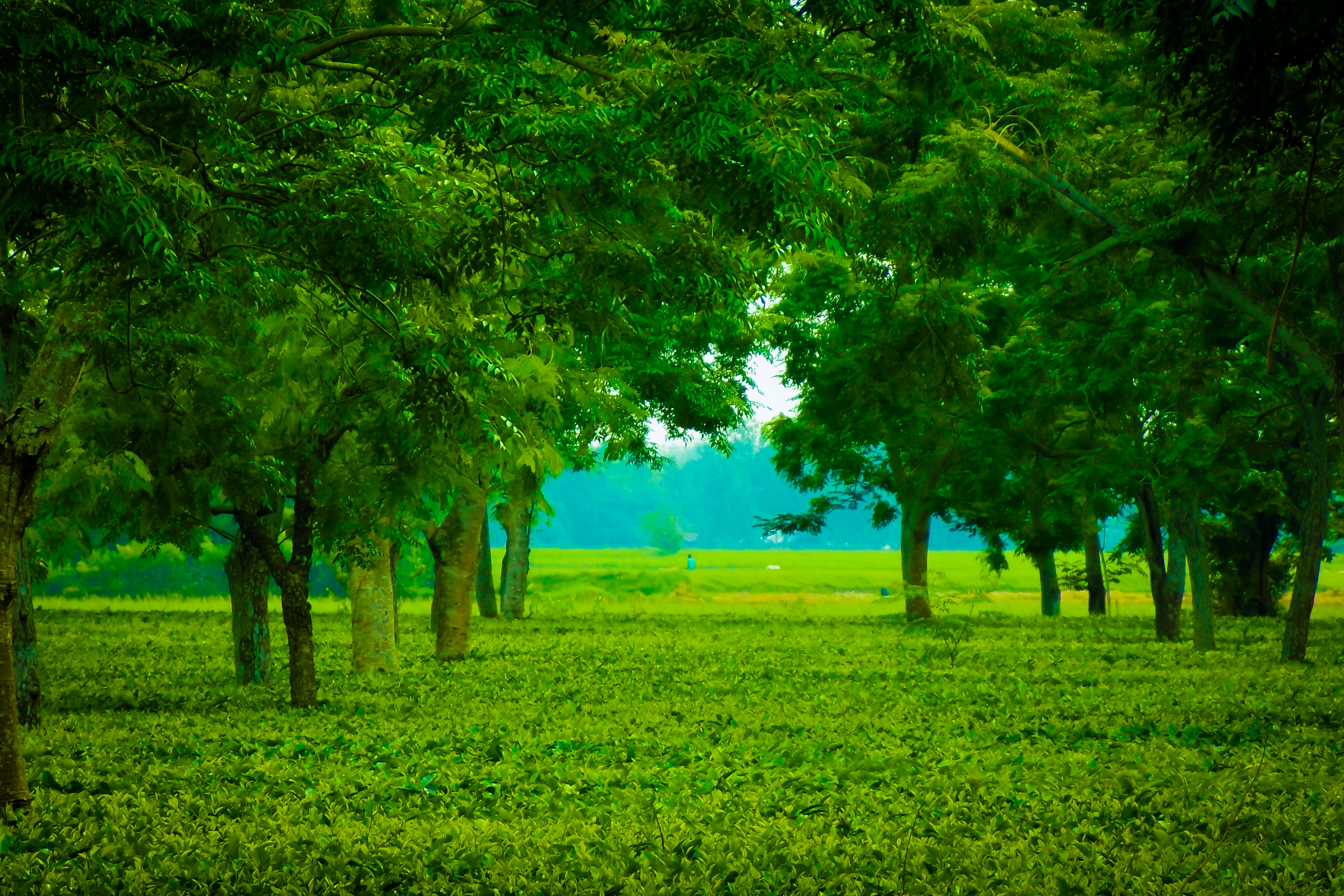 goalpara (4).webp
